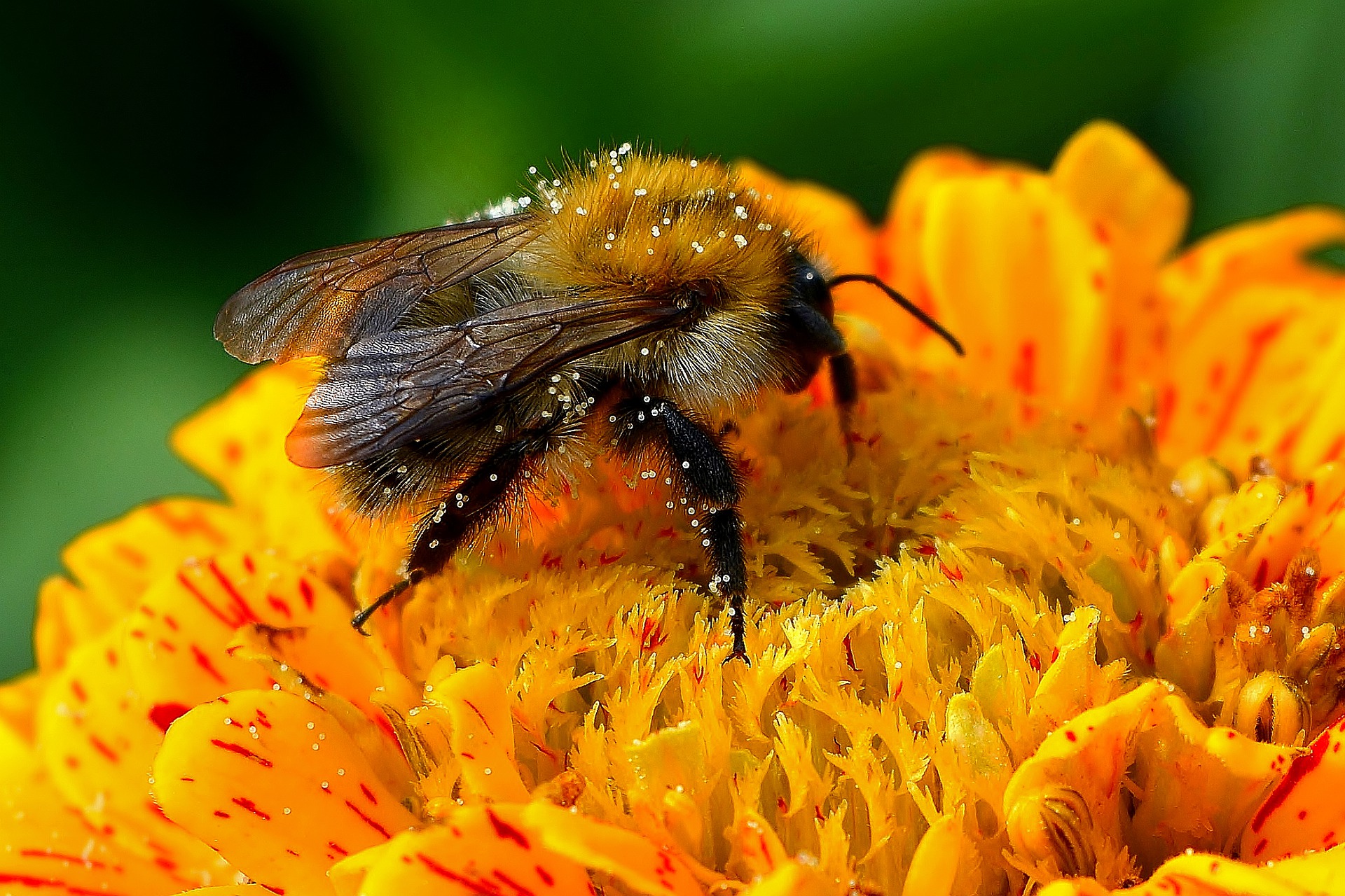 Who Are Pollinators And What Role Do They Play In Pollination - Soil ...