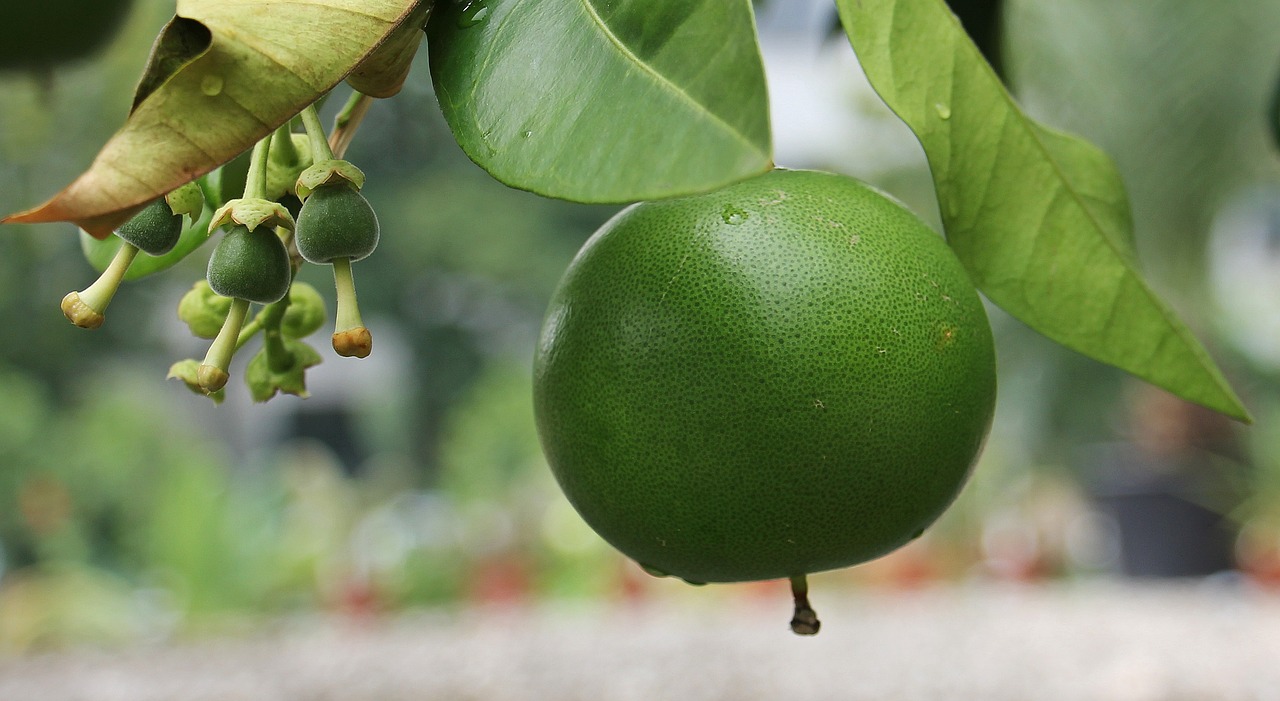 how-do-you-prevent-citrus-fruit-from-dropping-soil-grow-enjoy